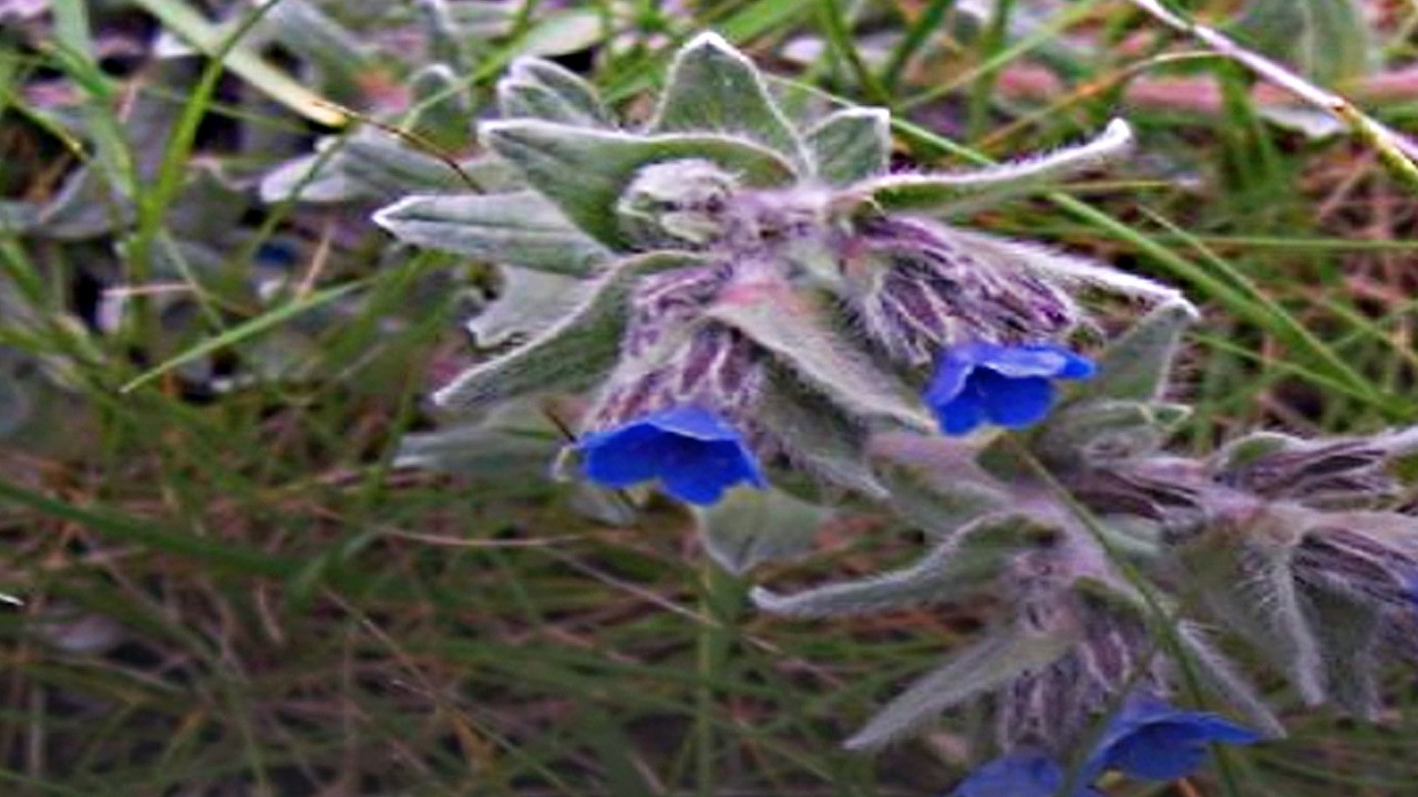 Hava civa otu nedir? Kullanımı ve faydaları: Bir miktar koyan veda etti