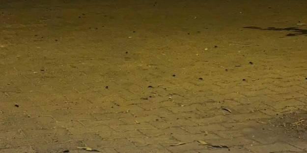 Hava kararınca ortaya çıkıyorlar! Vatandaşlar tedirgin