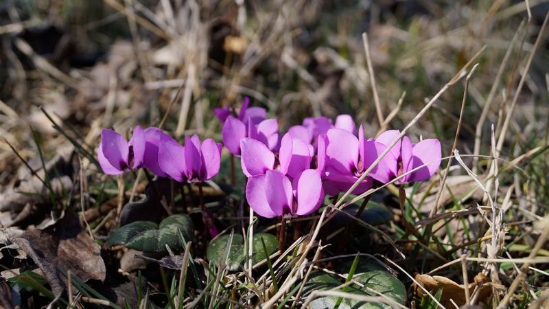 Hava sıcaklığı bitkileri de şaşırttı!