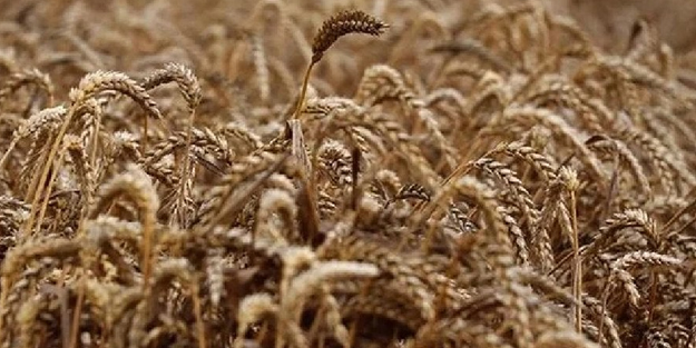 Hava yolu hariç geçiş yok: Şimdi böyle hizmet verecekler! Kazakistan tahıl yasağını onayladı! Sonuçlarına katlanacak