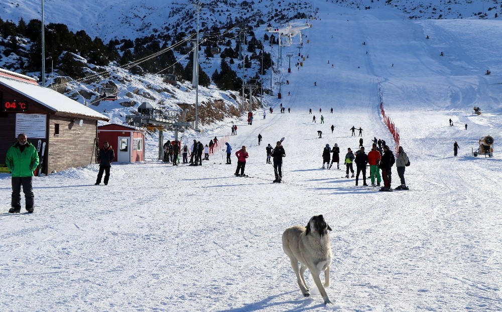Havadaki droneyi yakalamaya çalışan köpek ilginç görüntü oluşturdu 