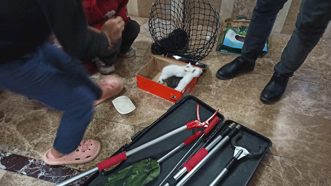 Havalandırma boşluğuna düşen 3 yavru kedi kurtarıldı!