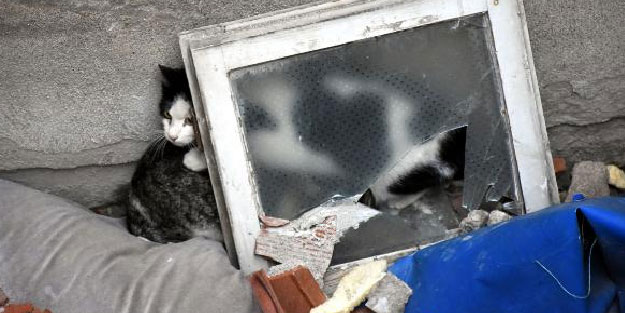 Havalandırmada mahsur kalan kediyi belediye ekipleri kurtardı