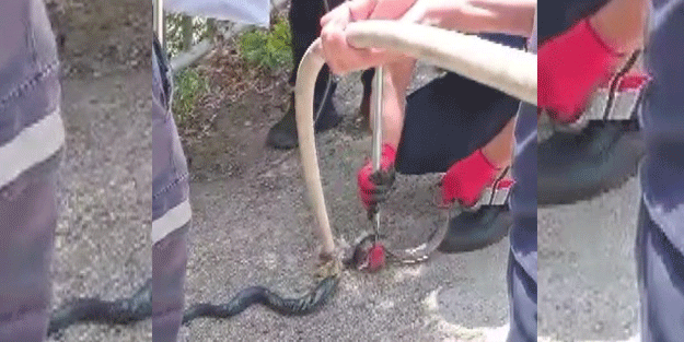 Havalar ısındı, Adana’da yılanlar evlere girer oldu
