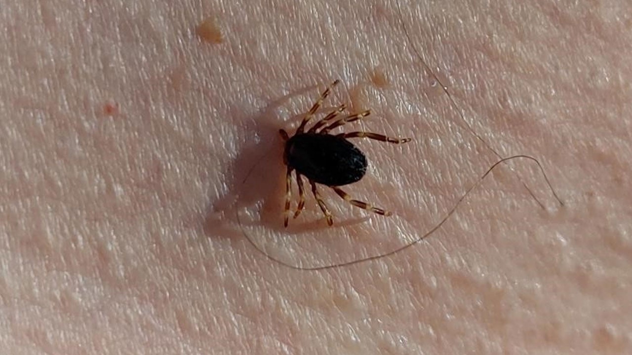 Havalar ısındı kene kabusu geri döndü