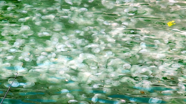 Havalar ısındı körfezi denizanaları bastı