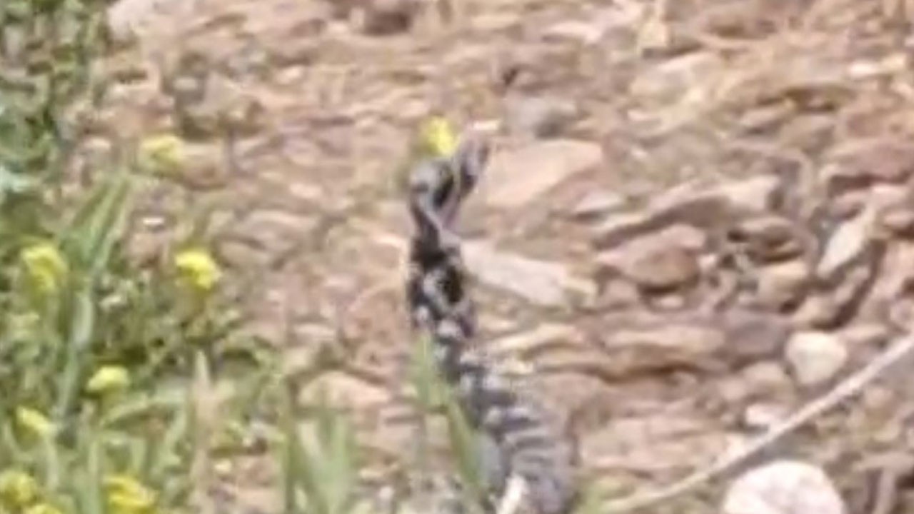 Havalar ısındı ortaya çıkmaya başladılar! Yılanların dansı böyle görüntülendi