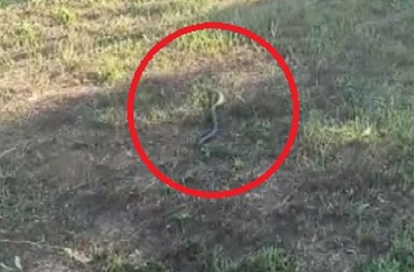 Havalar ısındı pek çok yerde görülüyorlar! Siz siz olun bu yöntemi sakın denemeyin