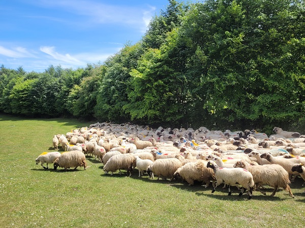 Havalar ısındı, zorlu yayla yolculuğu başladı