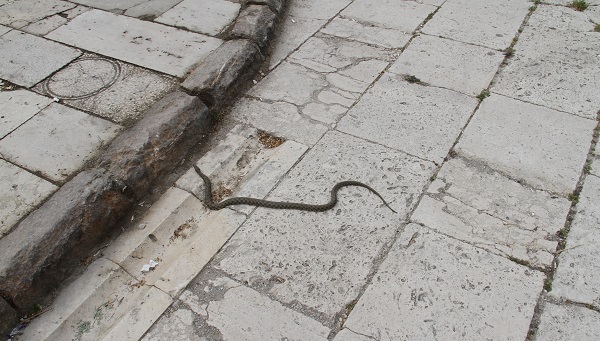 Havalar ısınınca ortaya çıktılar! O ilimizde yılanlar yollarda geziyor