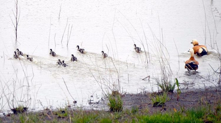 Havalar ısınınca yabani hayvanlar doğaya çıktı