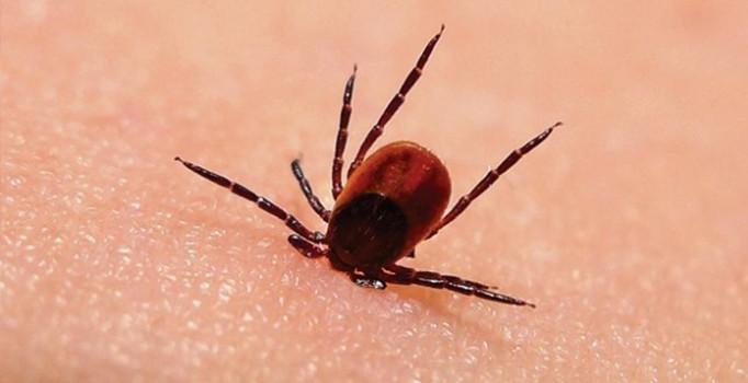 Havalar ısınmaya başladı, keneler hareketlendi