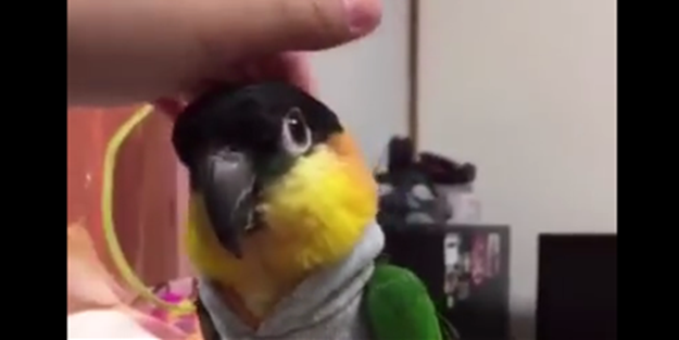 Havalı papağan - VIDEO