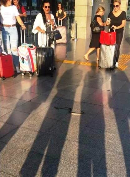 Havalimanına valizle geldi, ortalığı bir birine kattı 