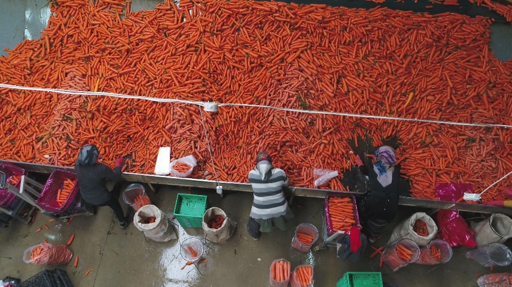 Havucun merkezi Konya’da yaz kış mesai devam ediyor 
