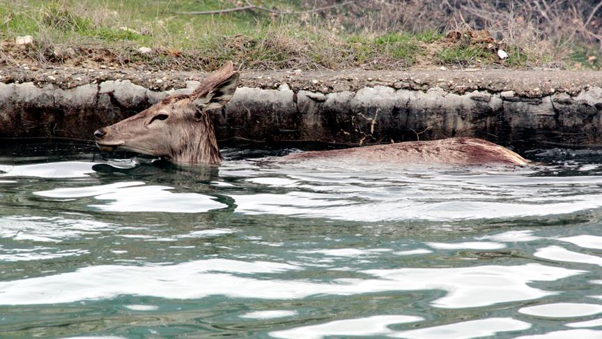 Havuza düşen gebe geyik kurtarıldı