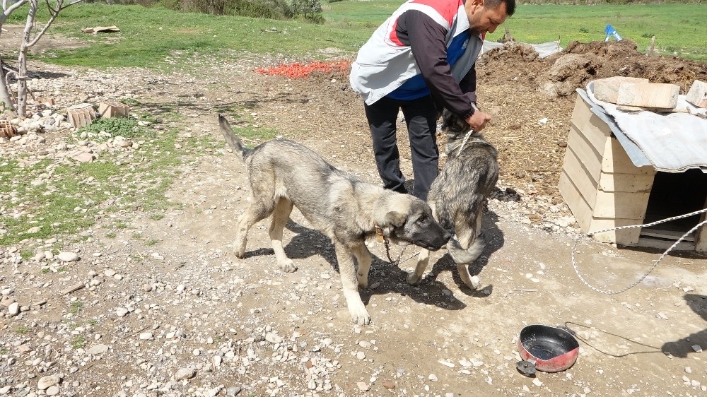 Havuza düşen kangal köpeğini, kardeşi kurtardı 
