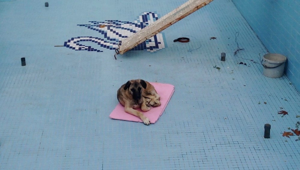 Havuza düşen köpeği işçiler kurtardı 