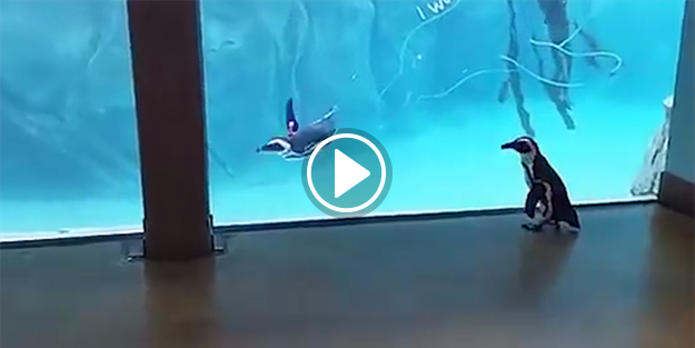 Havuzun dışında kalan penguenin imtihanı!