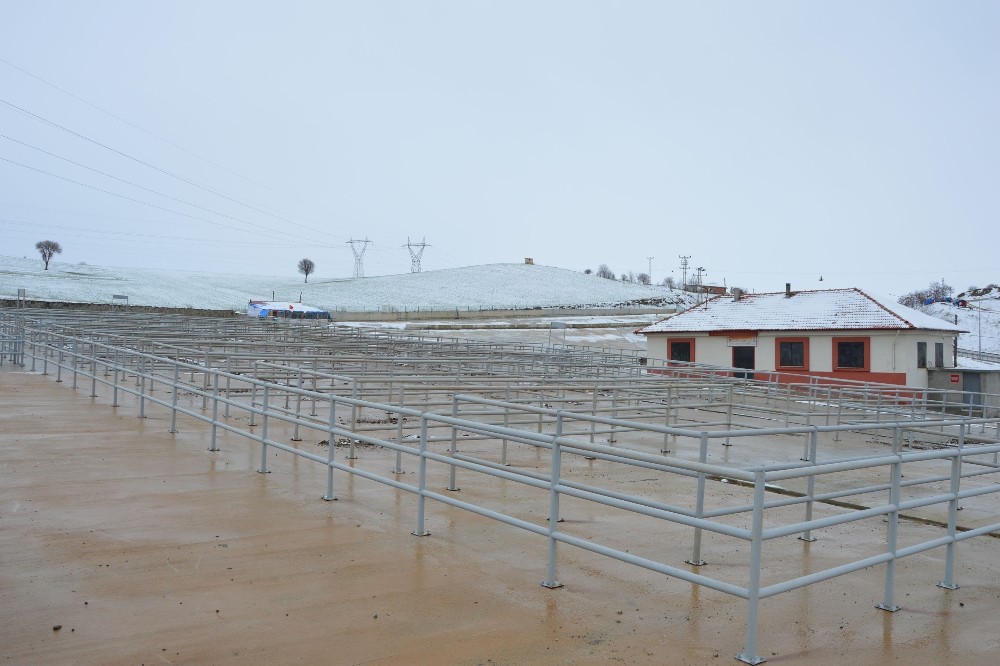 Havza Canlı Hayvan Pazarı geçici süre ile kapatıldı 