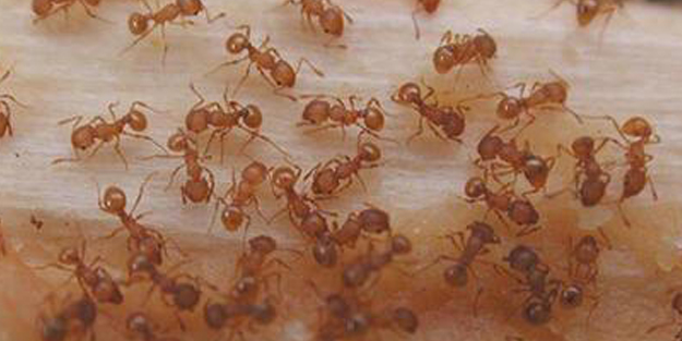 Hawaii'ye ateş karıncaları 'yağıyor'! Kırmızı ateş karıncaları Hawaii'yi istila etti