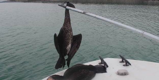 Hayalet ağ ararken vurulmuş su kuşları buldu