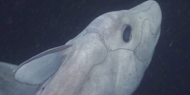 'Hayalet köpek balığı' canlı olarak ilk defa böyle görüntülendi