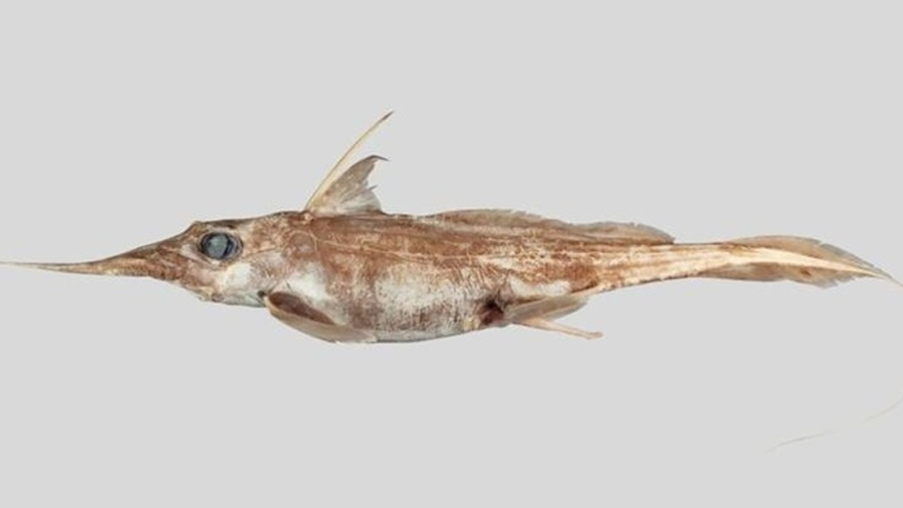 "Hayalet Köpekbalığı"nın yeni bir cinsi keşfedildi