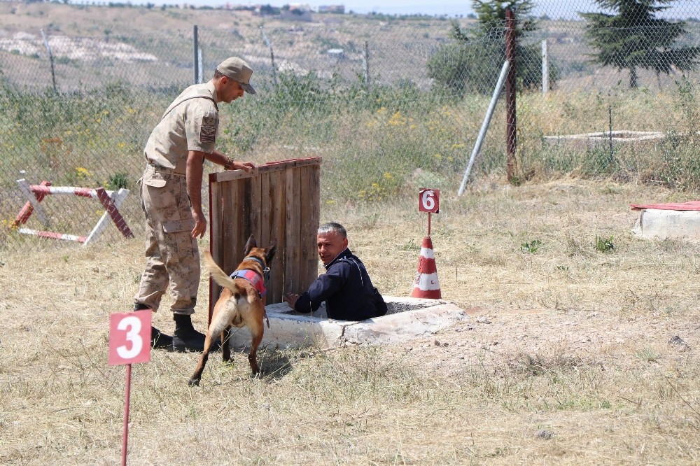 Hayat kurtaran köpekler 16 aylık eğitimden geçiriliyor 