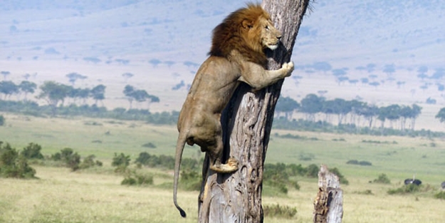 Onları görünce ağaca tırmandı