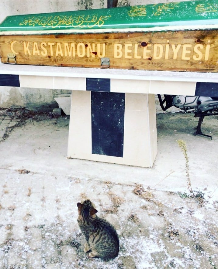 Hayatını kaybeden hayvanseveri, beslediği kedisi yalnız bırakmadı 