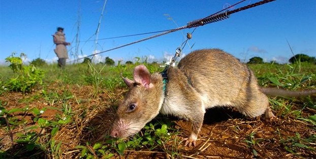 Hayatları bu sıçana bağlı