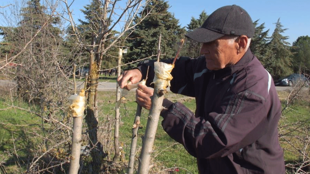 Hayır için 10 bin ağacı aşıladı