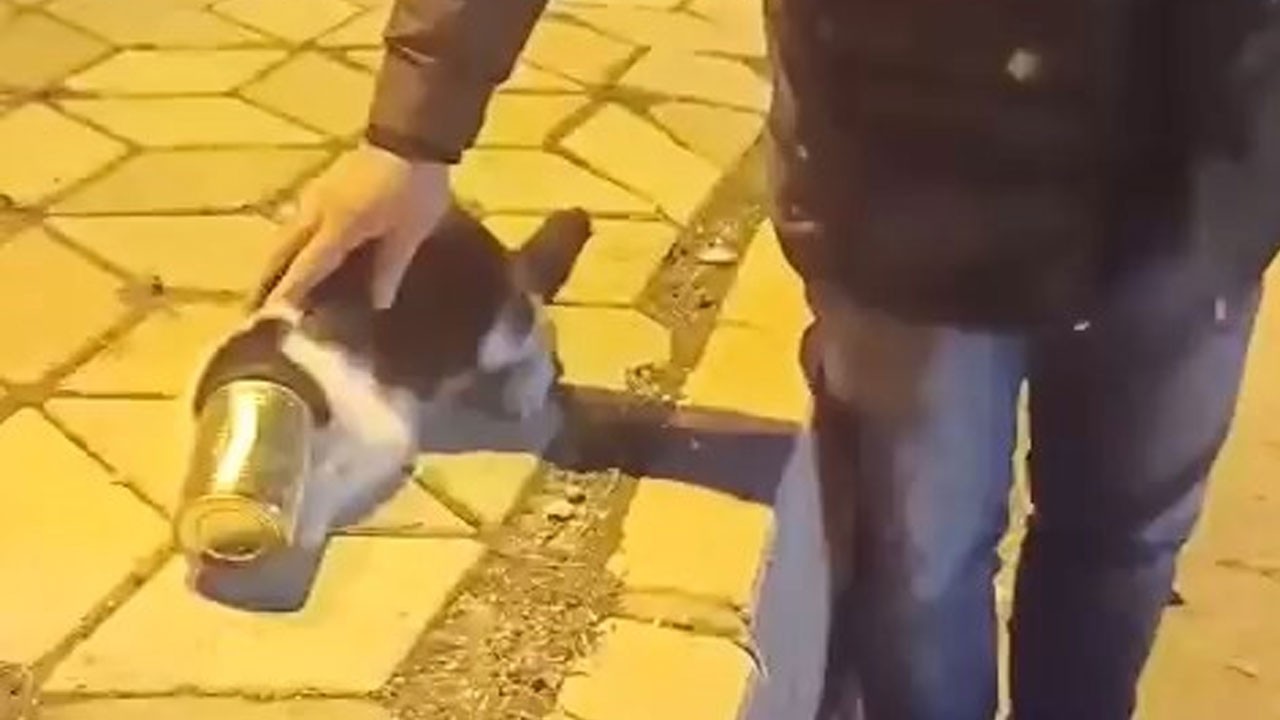 Haylaz kedi ölümden döndü! Vatandaş son anda kurtardı