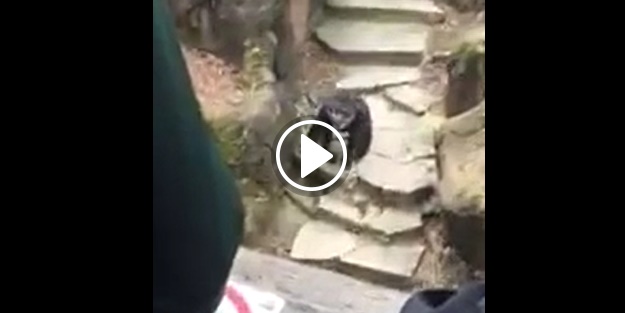 Haylaz maymun öyle bir şey yaptı ki!