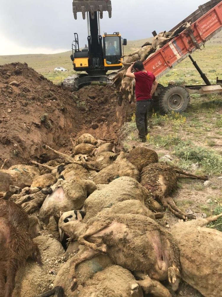 Haymana Ziraat Odasından telef olan küçükbaş hayvanlarla ilgili açıklama 