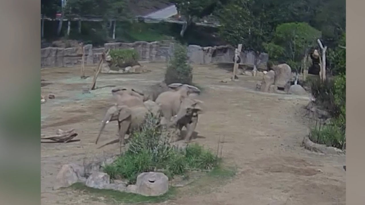 Hayran bırakan anlar! Filler depremde birbirine kalkan oldu