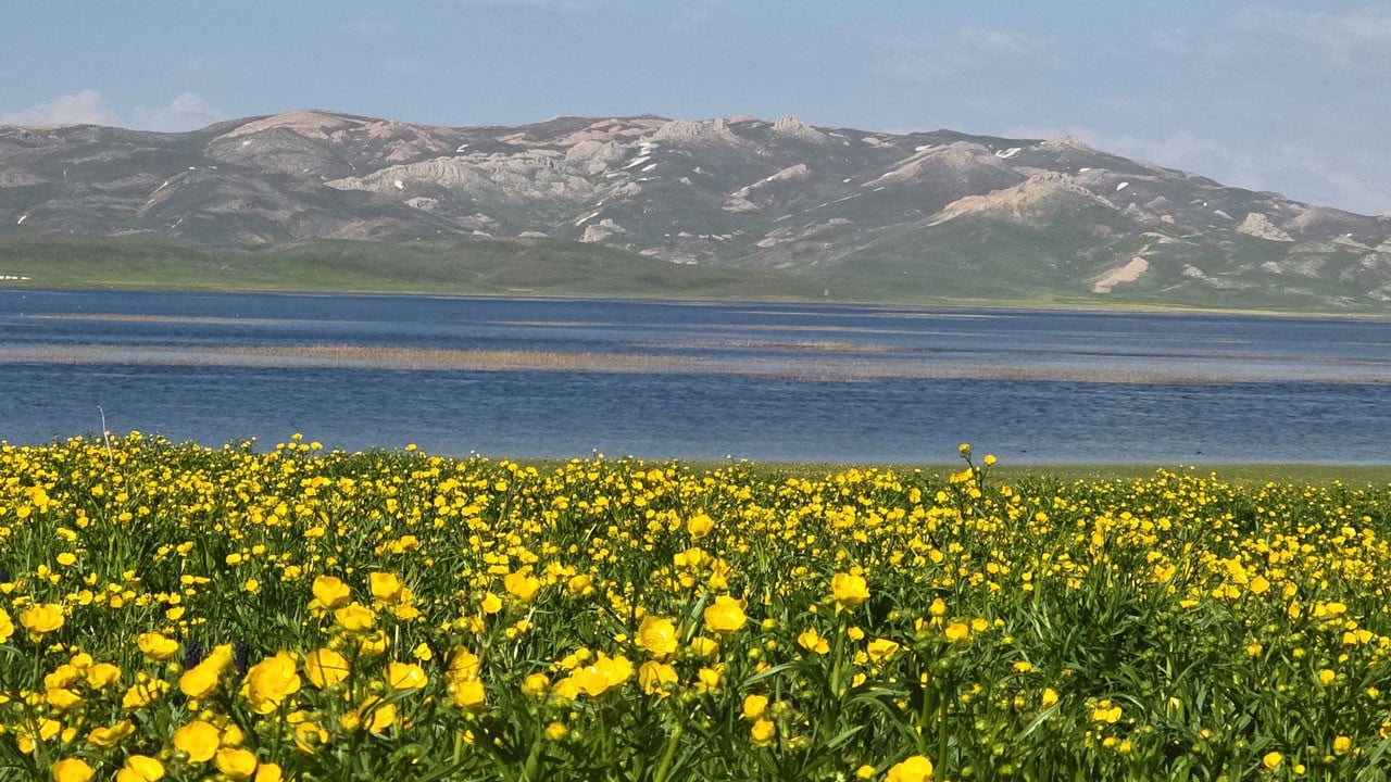 Hayran bırakan manzara! 2 bin 800 yıllık Urartu mirası sarıya büründü