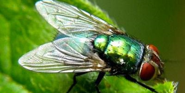 Hayrete düşüren gerçekler - FOTO