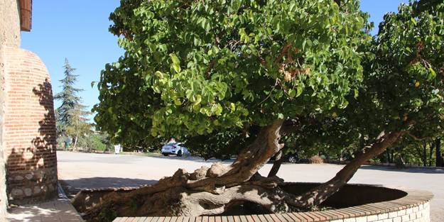 Hayrete düşüren olay! Kadir Gecesi'nde secde eden dut ağacı...