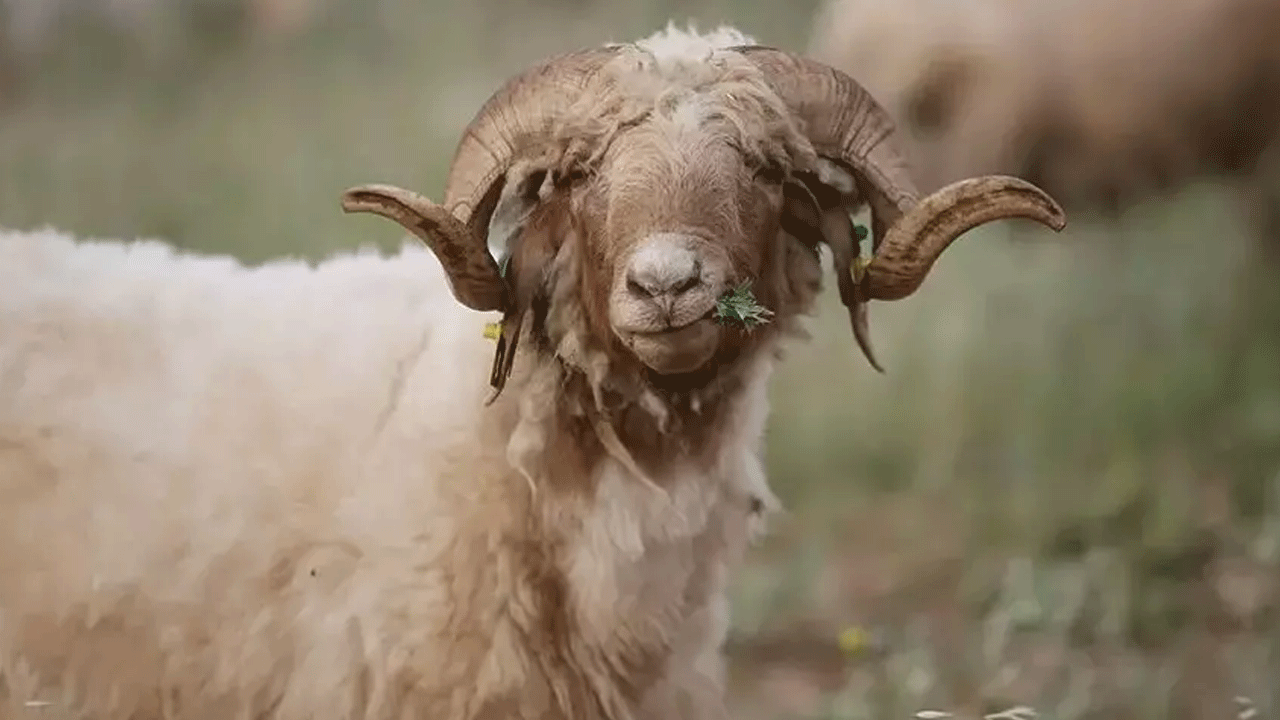 Hayvan alacaktı dolandırıldı