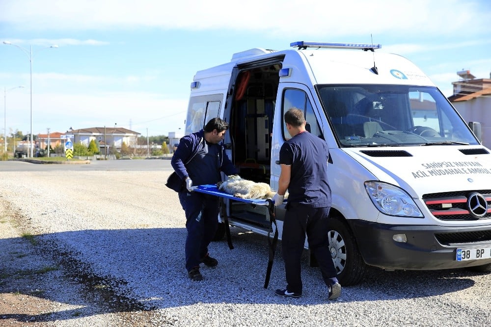 Hayvan ambulansı ile 2019 yılında 9 bin ihbara müdahale edildi 