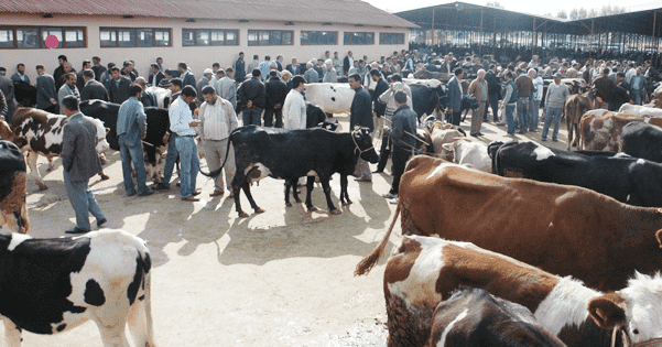 Antalya’ya hayvan borsası kuruluyor