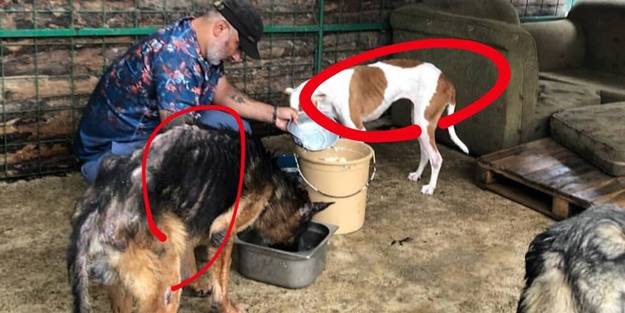 Hayvan derneği SOHAYKO'nun maskesi düştü! "Barınaktaki hayvanları aç bıraktı, kızına cip aldı!"