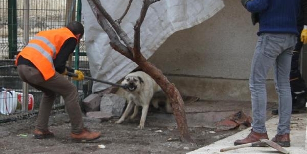Hayvan hakları derneği başkanı çıktı... Öğrenciyi öldüren 25 köpeğin sahibine gözaltı!