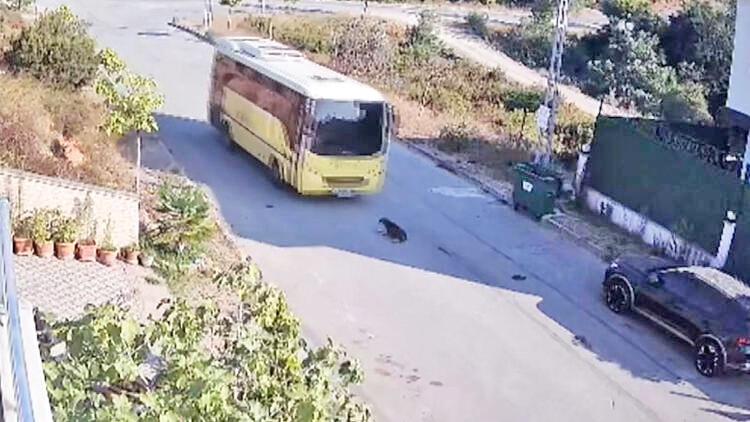 Hayvan hakları savunucuları Ekrem’i de protesto edecek mi? Ekrem'in şoförü yolda yatan köpeği ezdi