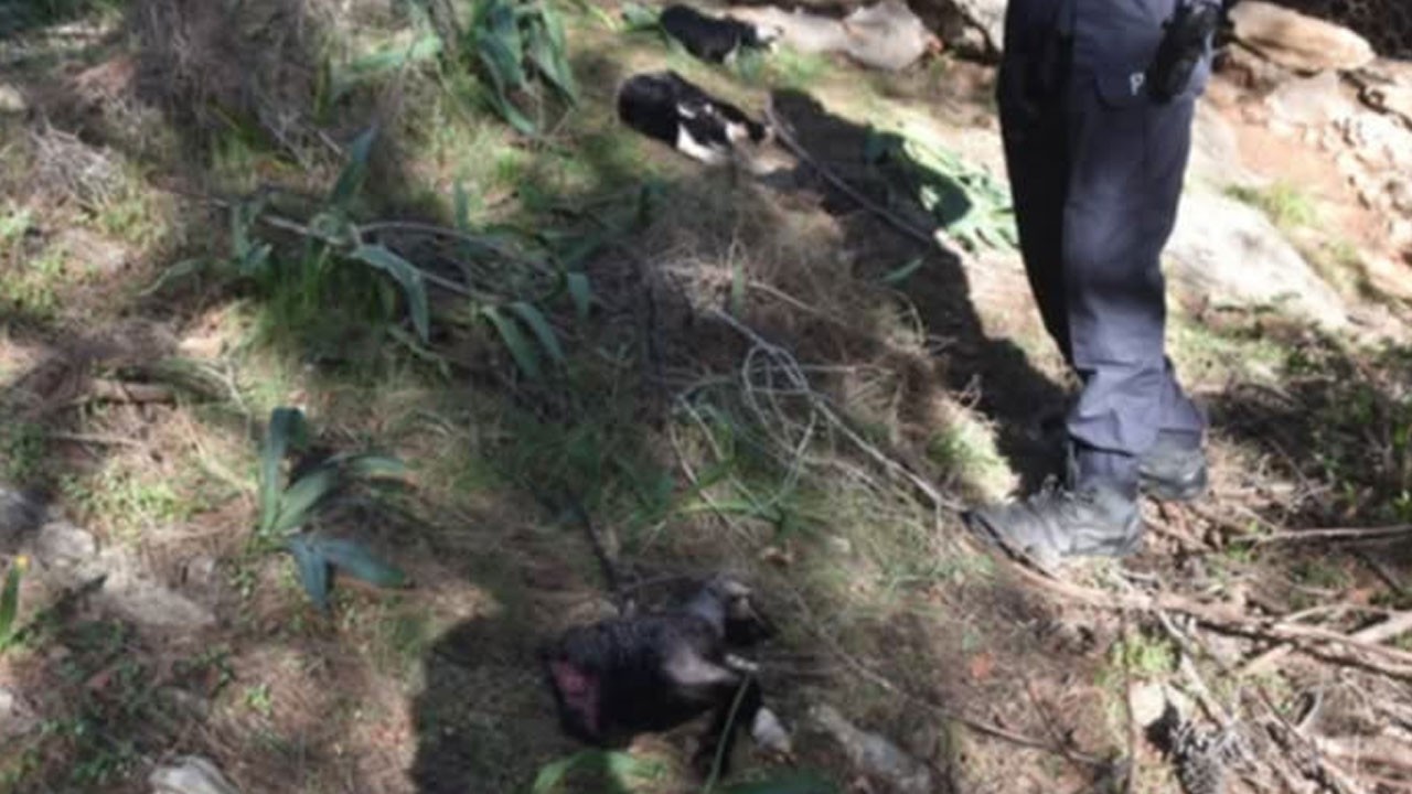 Hayvan hakları savunucuları sessiz! Başıboş köpekler yine katletti