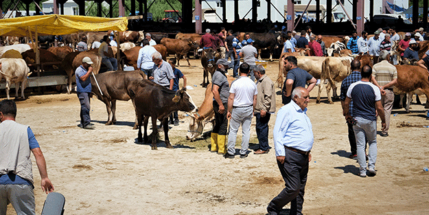 Hayvan hareketleri kısıtlaması 28 Nisan'da son buluyor
