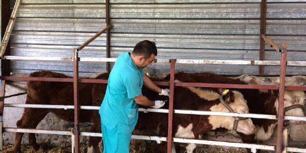 Hayvan hastalıklarıyla mücadele sürüyor