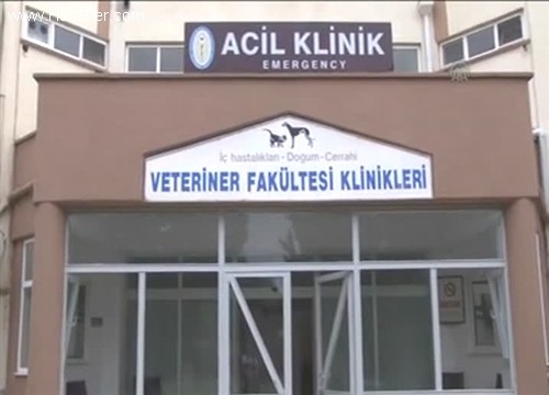 Hayvan hastanesi acil servis hizmetine ara verilecek 